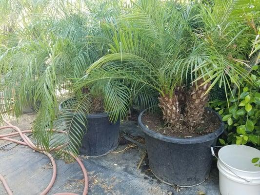 Pigmy date palms in 24" box. They come single trunk and 2 or 3 trunk head. Also known as phoenix roebelenii palms.