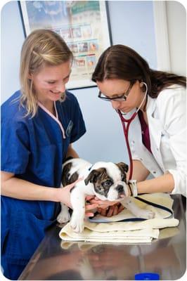 Puppy's 1st visit with Jamie and Kristine Preiser!