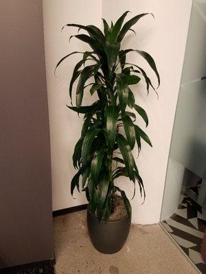 Dracaena Lisa