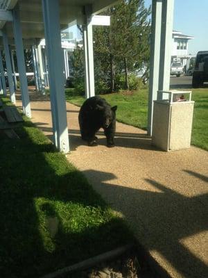 Mr. Bear coming in for an adjustment!