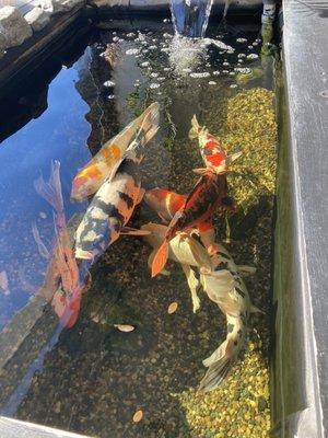 A Koi pond. Because...why not.