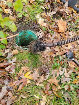 Roots in sewer pipe