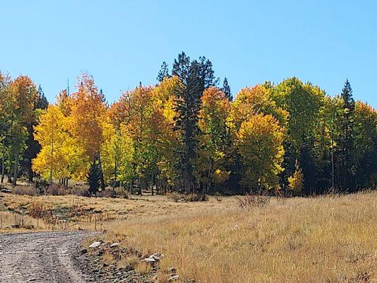 White Mountain color changes