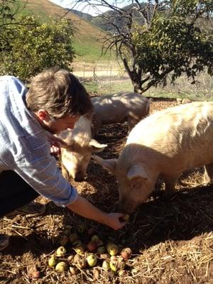 Sam showing the virtues of apples to our piggies