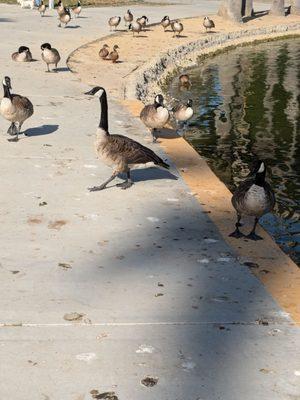 Geese by the pond