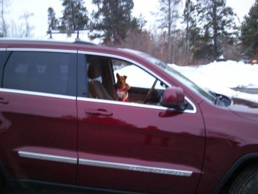 Lucky in our new jeep that we just picked up from Ron Sayer on our vacation to Jackson Wyoming.