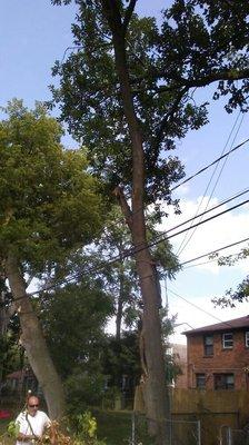 Mulberry tree storm damaged removal over powerlines Royal Oak Michigan