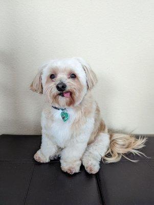 Pascal's "after" grooming picture!