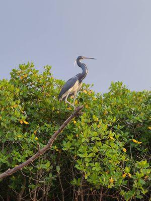 Little Blue Heron