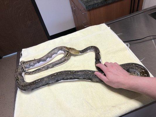 Kenai, a juvenile female Reticulated Python, at her vet appointment at Wildwood.