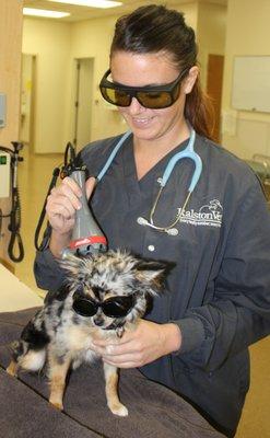 Brittany one of our positive Licensed Veterinary Technicians is giving Mojo his laser treatment.