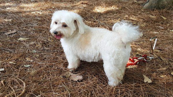 This is Lily after her first grooming session with Theresa two years ago. Perfect.