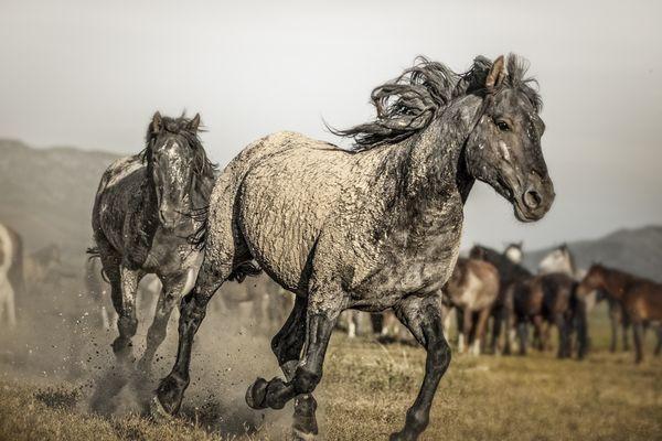 Wild mustangs