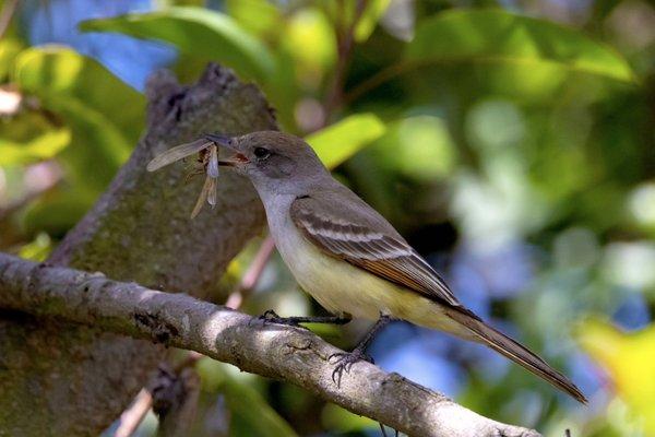 Ash-throated Flycatcher devouring a grasshopper - Spring migration May 2023