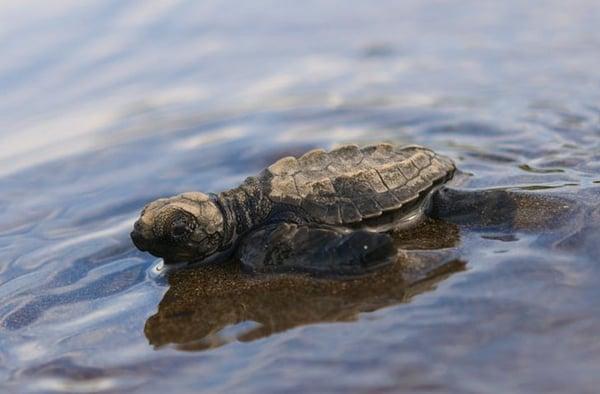 Eco-minded travellers assist endangered turtle hatchlings makie their way to the sea!