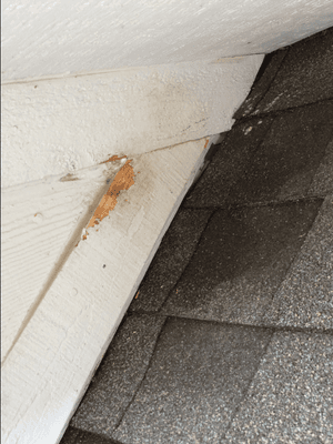 A spot a squirrel tried to enter a home