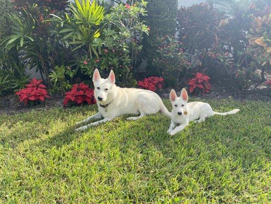 Puppies are happy to have their Lincoln puppy hauler back