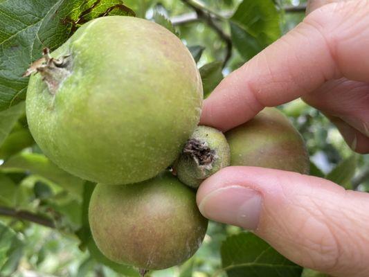 Classes are held seasonally to educate and  inform the public on caring for the fruit canopy.