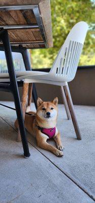 @mieko.the.shiba