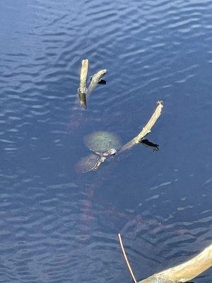 Turtles