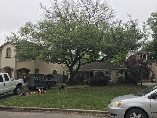 Proper Oak pruning