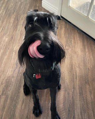 My puppy who got completely shaved down. You can see how beautiful her coat is from her beard and it is completely gone now q