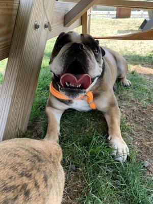 Hanging out in the shade under the table