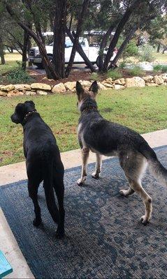 Shelby girl and her friend torque (black dog was also adopted) enjoying squirrel watching together !