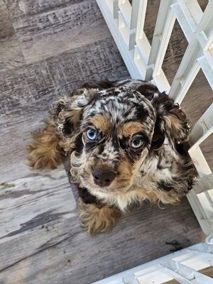 Cocker Spaniel Puppy - Oliver!