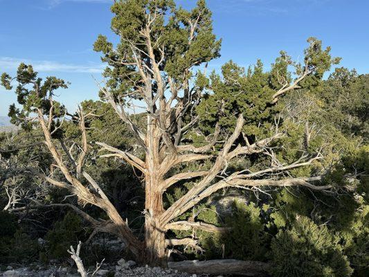 Sierra Juniper