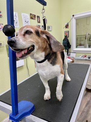 05.07.22 All clean for mama's day! Thanks Chris for sending this pic of our "happiest boi in the world"!