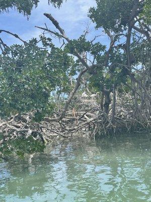 White Heron Nest?