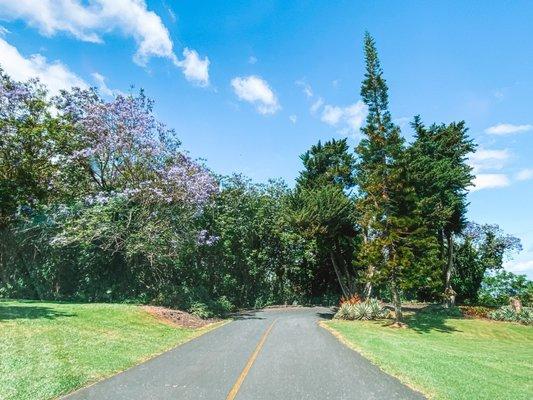 Lots of pretty trees & plants.