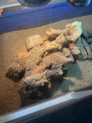 Nasty and small reptile enclosure