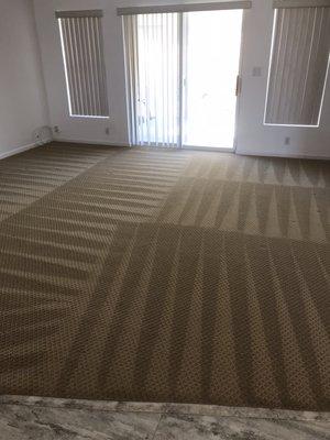 Freshly cleaned carpet