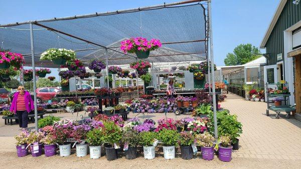 Flowers and ground cover options