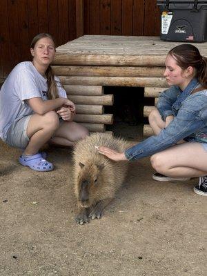 Capybara