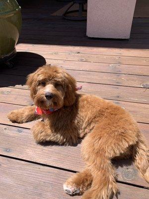 Thanks, Olga for a great groom on our Cavapoo! Harry just loves you❤️