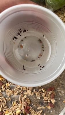 Bugs in the hamster food