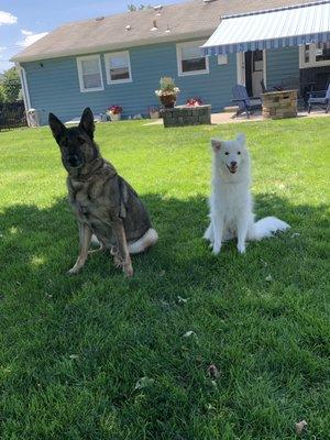 Sarge ( German Shepherd) and Mikey enjoyed there visit today to Dr Tom and his staff. Both were treated like celebrities & will visit again