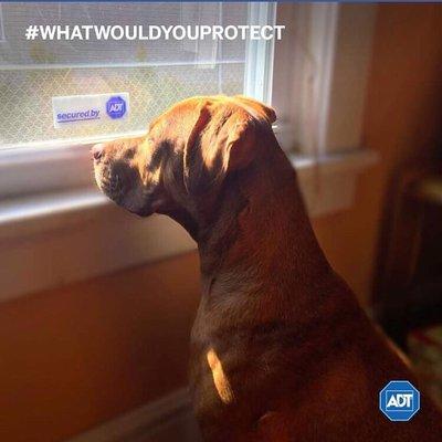 #whatwouldyouprotect