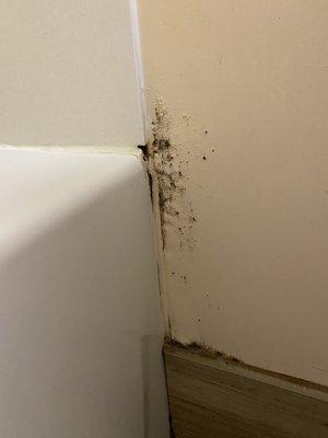 Black mold