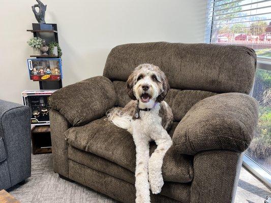 Therapy Dog, Mocha, awaits opportunities to help clients in the favorite therapy chair.