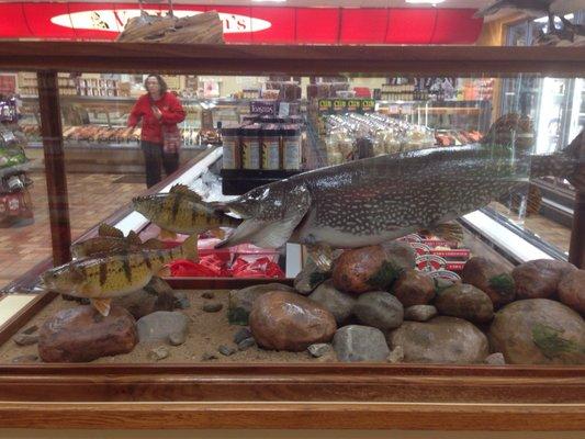 Love the fish display