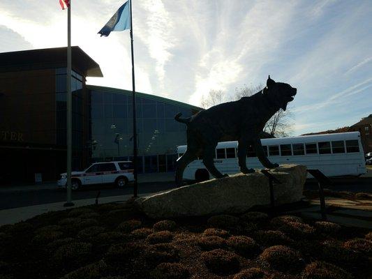 The Quinnipiac Bobcat