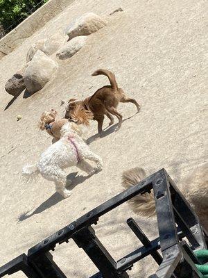 Carl Schurz Big Dog Run