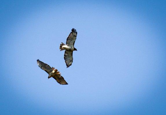 A different type of flyover at Arlington National Cemetery