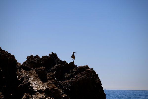 Whimbrel on the rocks!