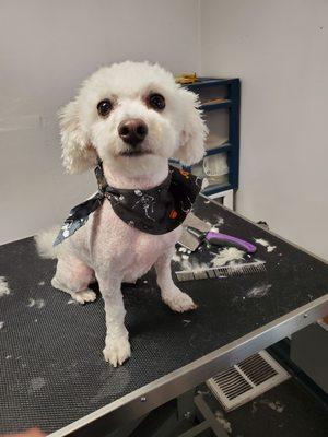 Pups groomed by Samantha at Pretty Pets