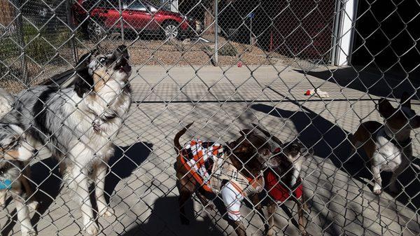 Rochelle in her Argyle sweater hanging out with her new friends.